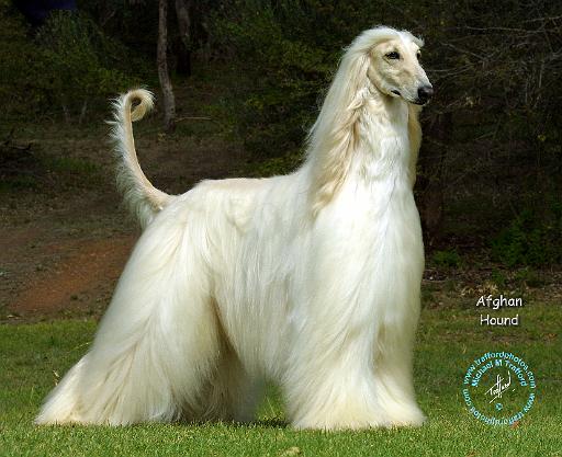 Afghan Hound 9J32D-21.JPG